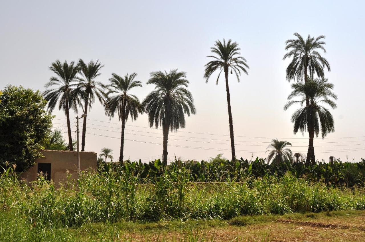 El Nakhil Hotel Luxor Eksteriør bilde